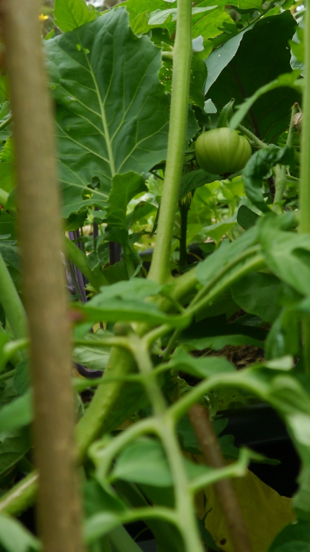 Tomatenfrucht800.jpg