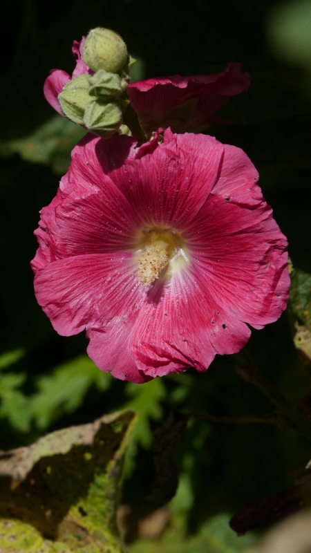 Stockrose800.jpg