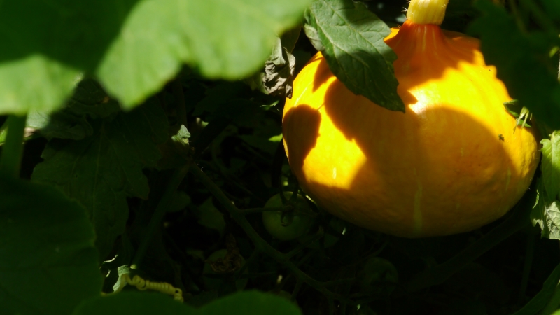 Kuerbis_Tomate_mix800.jpg