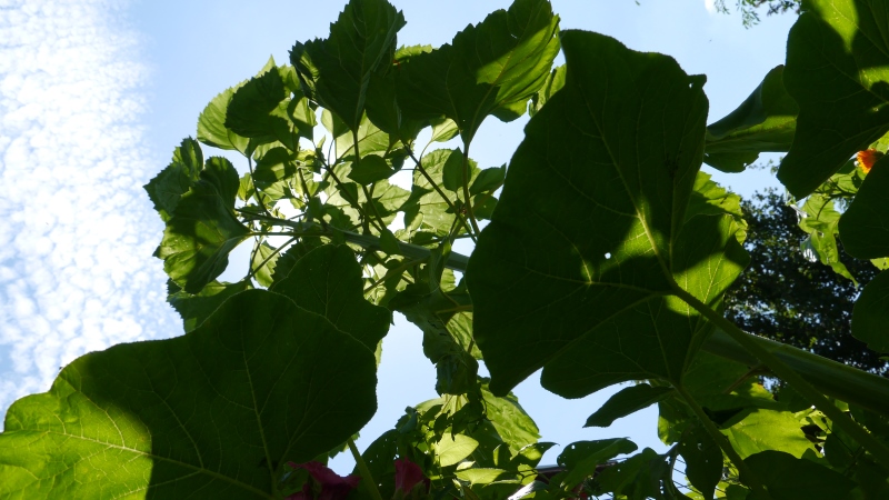 Sonnenblume.jpg