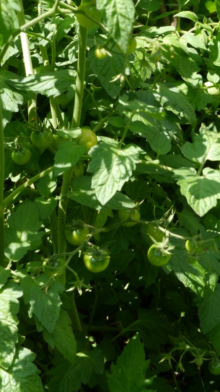 Tomaten800.jpg