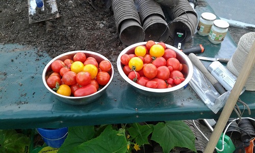 Tomaten!
