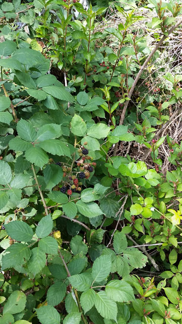 20170715_113805.jpg