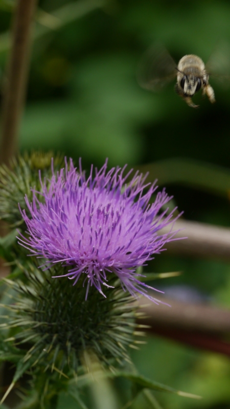 Distel2_800.jpg