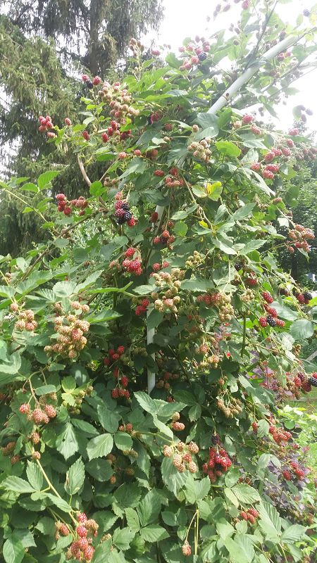 k-1Brombeeren.jpg