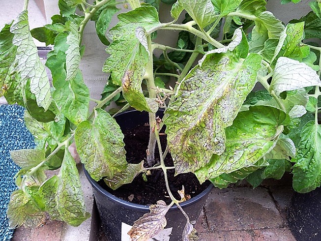 20170726_090319.2jpg.jpg