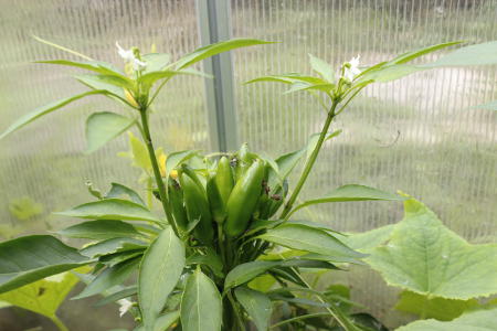 Chili_Kusburnu.jpg