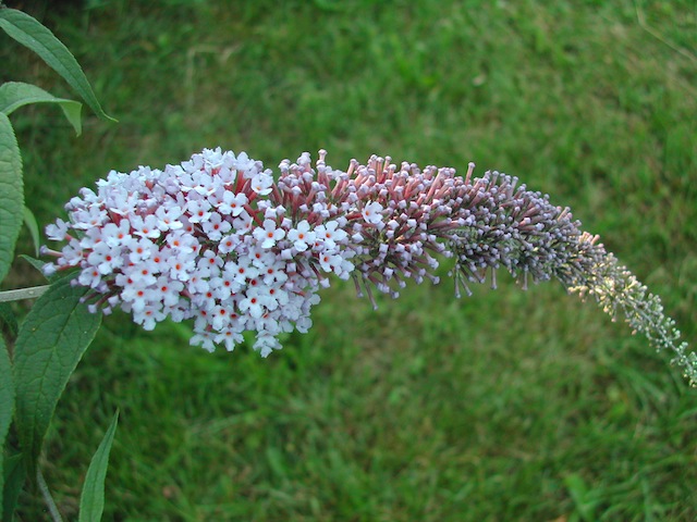sommerflieder