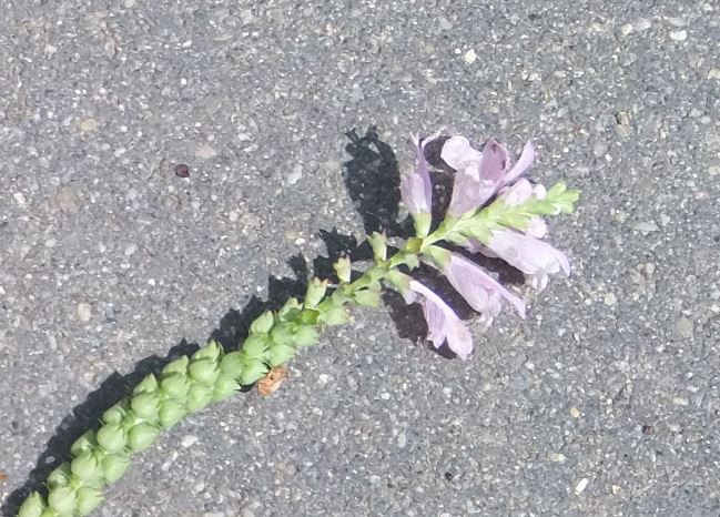 blüte.JPG
