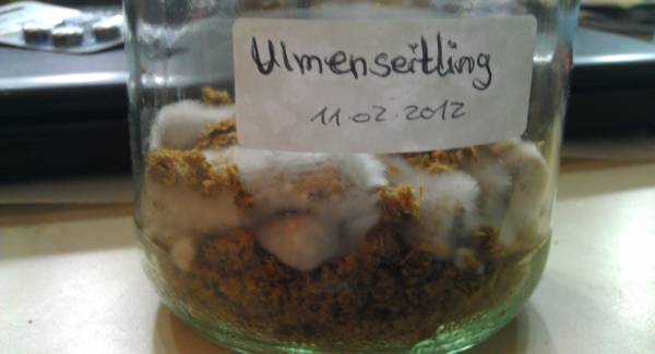 ulmenseitling.jpg