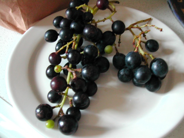 DSCN7890.JPG