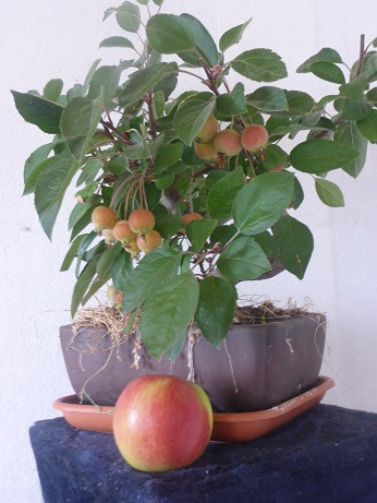 herbstbonsai 003......jpg