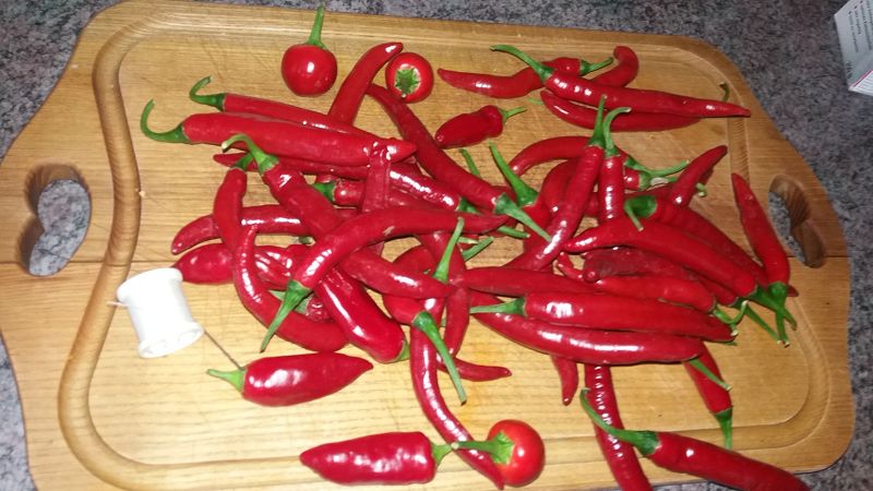 k-5Chili.jpg