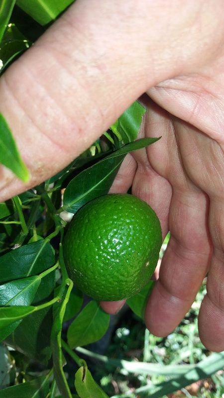 k-6Mandarine.jpg