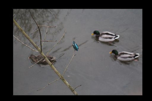Eisvogel4.jpg