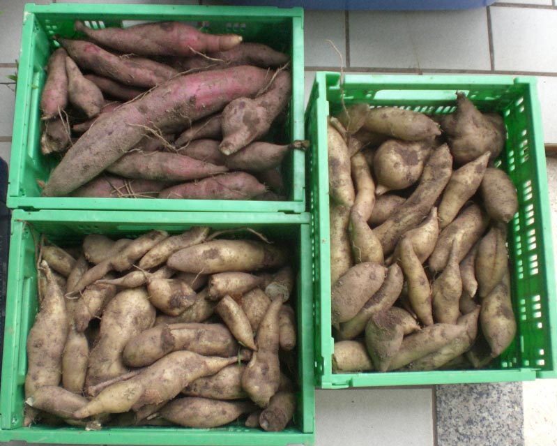 yakon-ernte.JPG
