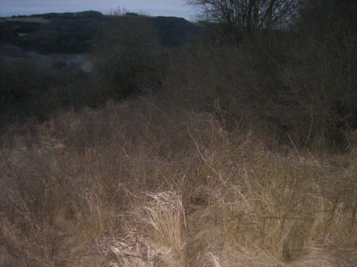 Schlehen 002.jpg