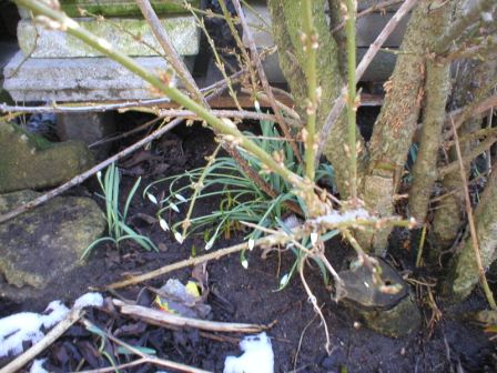 erste blumen kurtz nach 15 minus