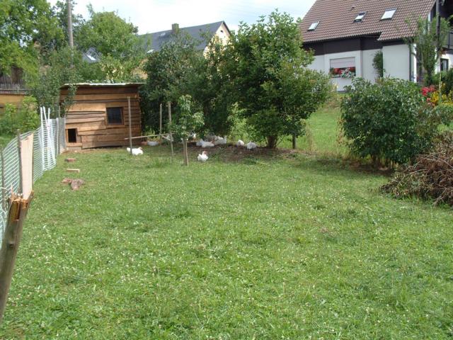 rechts neben dem Hühnerstall Flieder, Forsythia und Schneeball