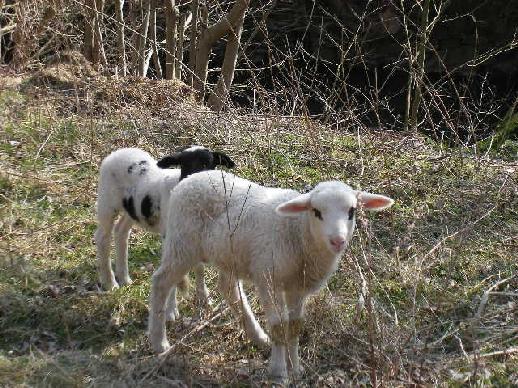 2 bocklämmer, kreuzungen