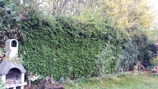 thuja.jpg