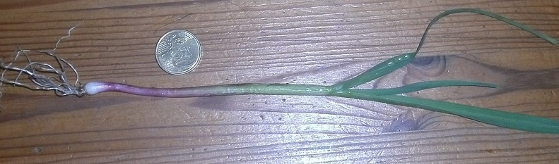 PICT0031.JPG