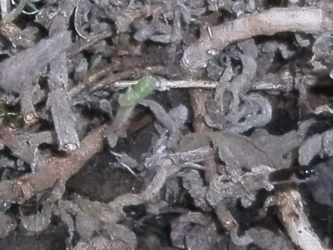 PICT0036.JPG
