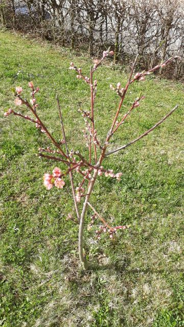 IMG-20180411-WA0003.jpg