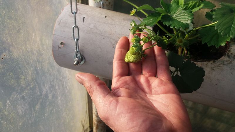 k-13Erdbeeren.jpg
