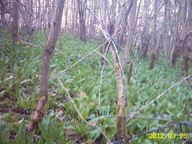 IMG_0010a.jpg
