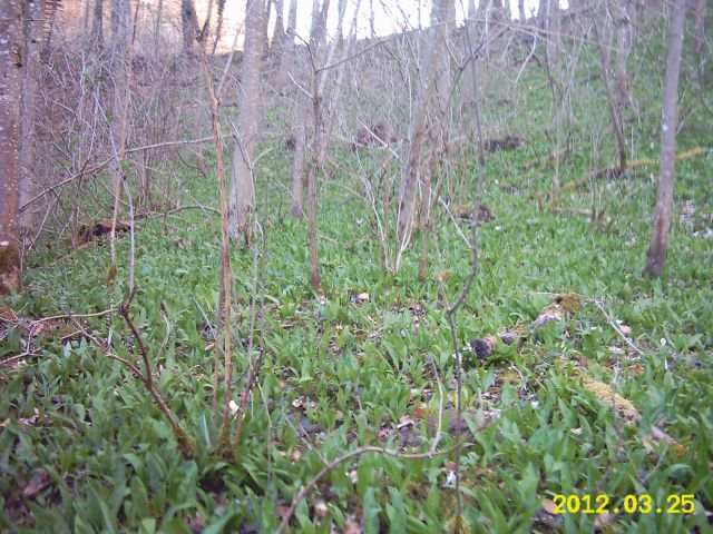 IMG_0011a.jpg