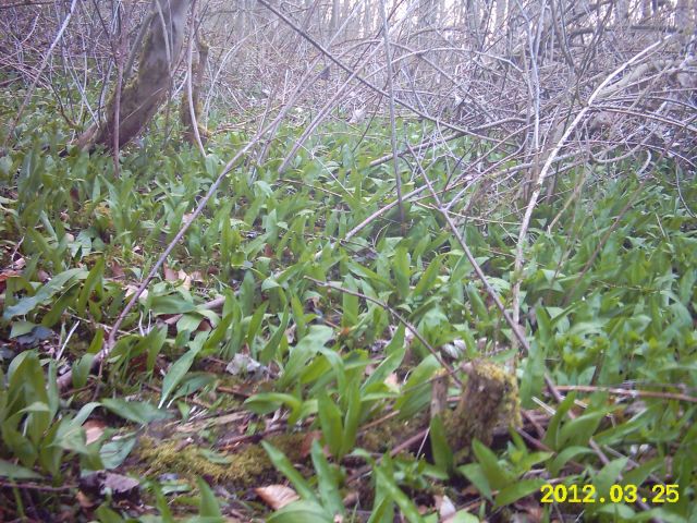 IMG_0014a.jpg