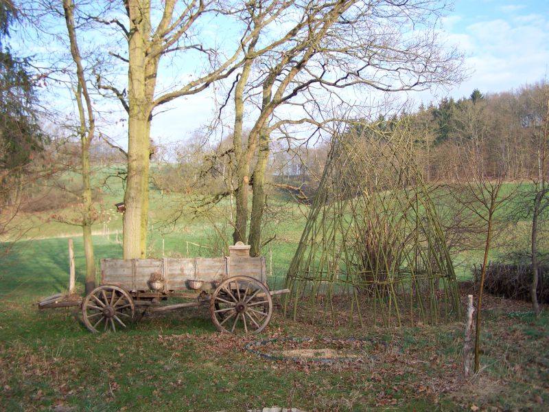 weidenbau2.jpg