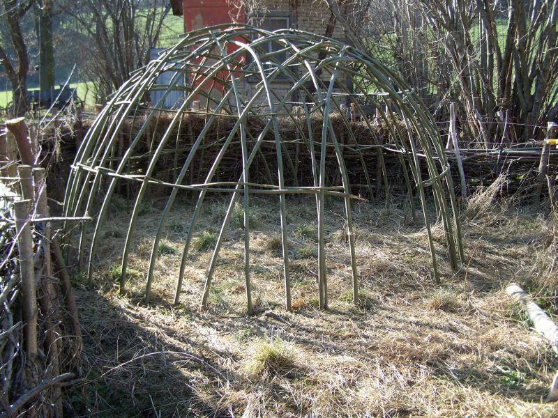 weidenbau3.jpg