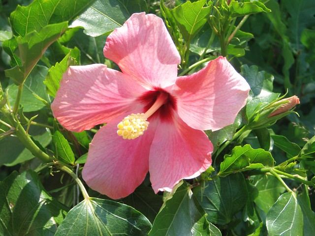 k-hibiskus.JPG