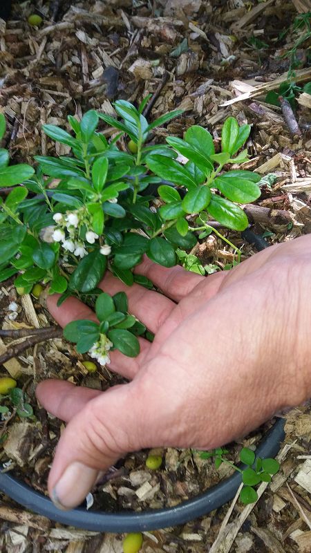 k-2Blaubeeren.jpg