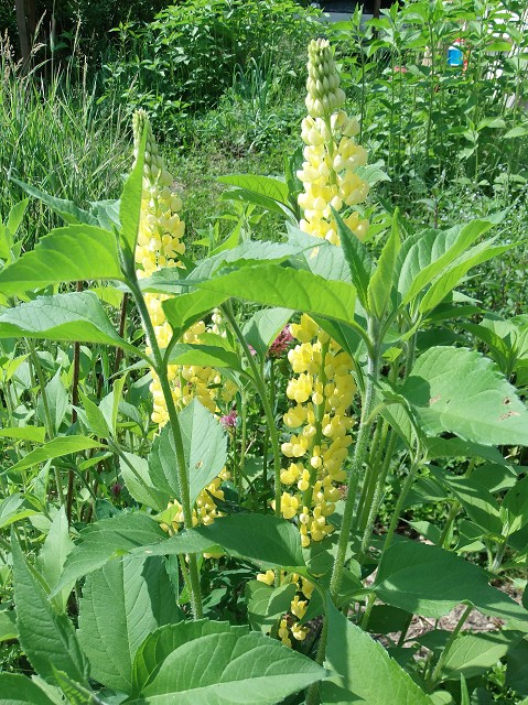 k-lupine.JPG