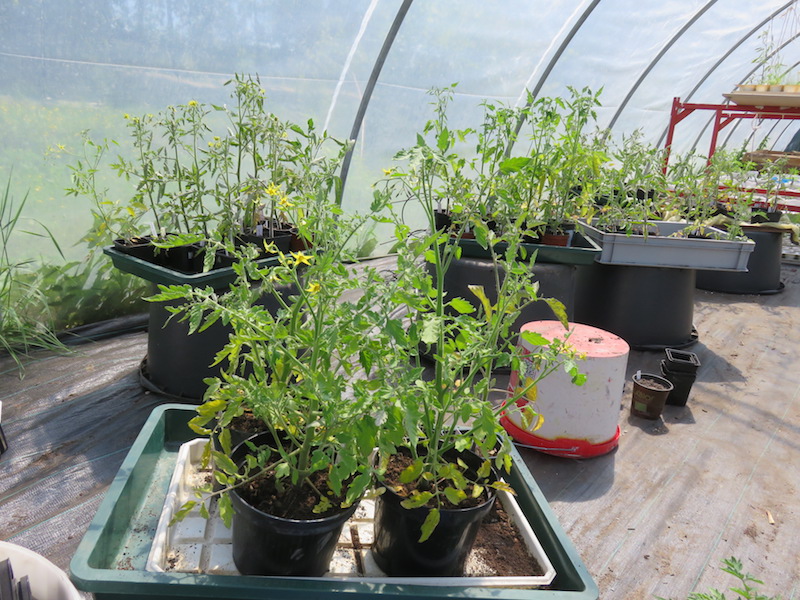 ueberschuss-tomaten.JPG
