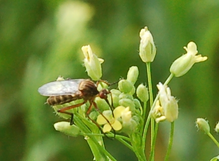 Leindotter Bestäuber 1