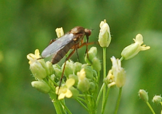 Leindotter Bestäuber 2