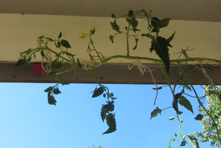 Tomate_Carnica_am_Balkon.jpg