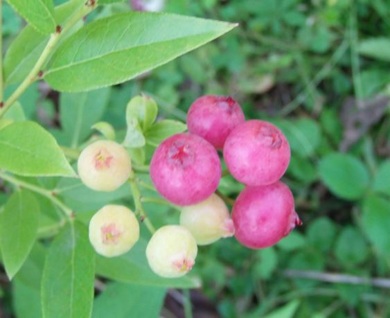 heidelbeere pink.JPG