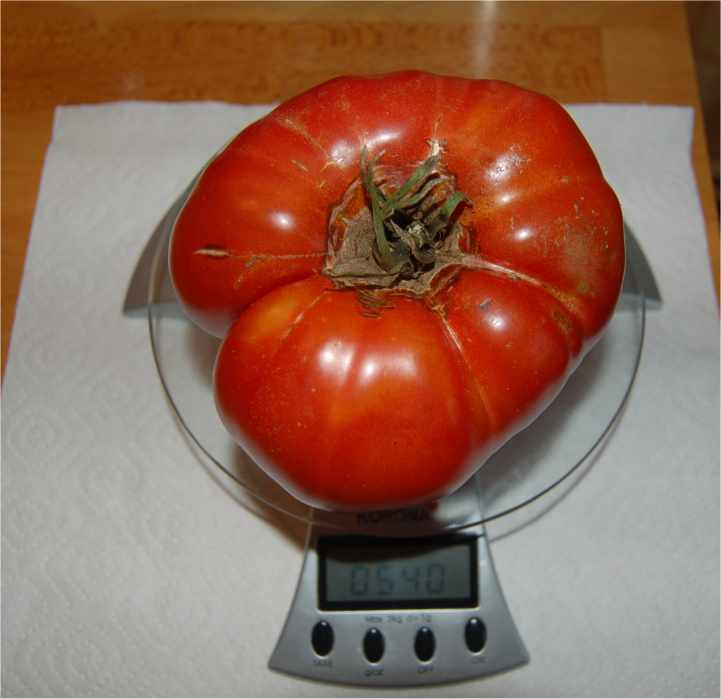 Tomate2010.jpg