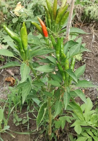 Thai_Chili_Prik_Jaew_als_Bird-Type_Chili.jpg