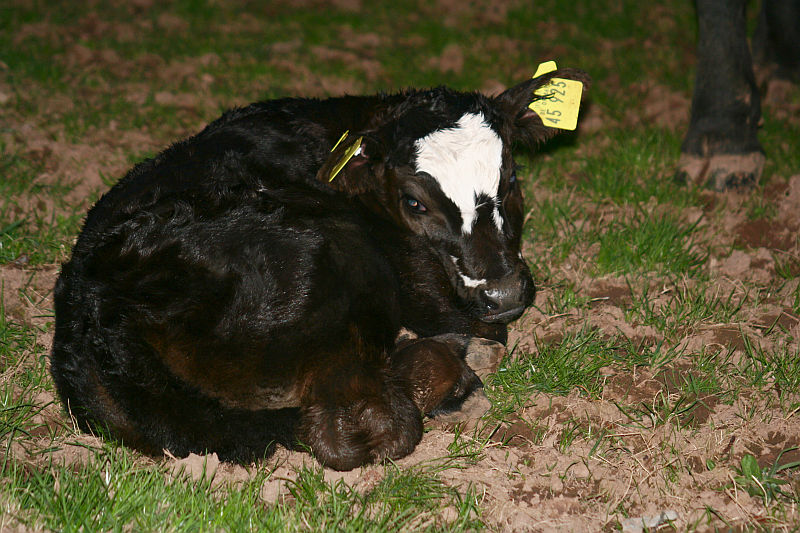 2012-04-17_Kalb1.jpg
