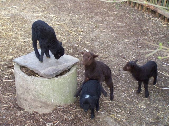 Babyspielgruppe3.jpg