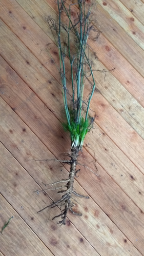 gemüsefenchel.jpg