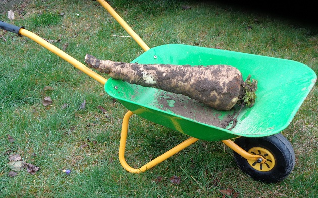 Pastinake.jpg