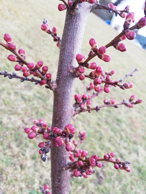IMG_20190308_151541.jpg