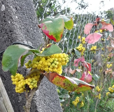 DSCF9868.JPG